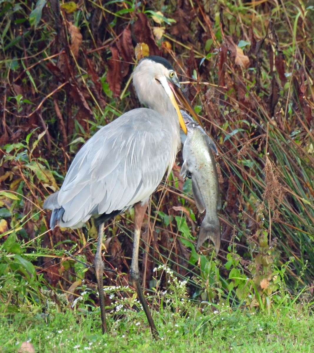 Great Blue Heron - ML624257218