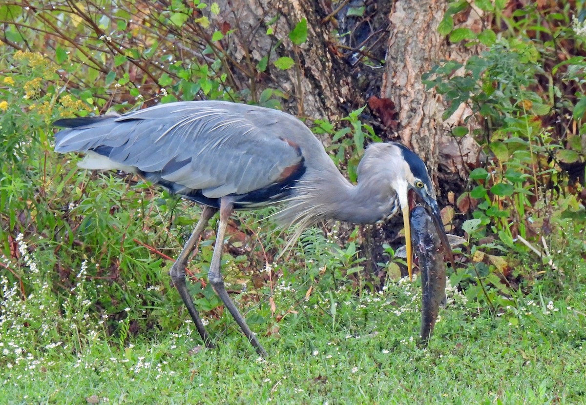 Great Blue Heron - ML624257219