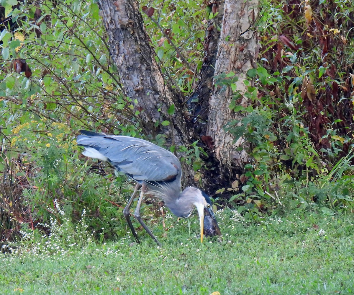 Great Blue Heron - ML624257220