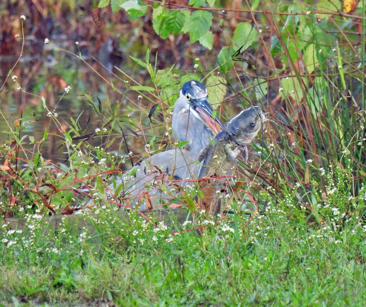 Great Blue Heron - Nicole H