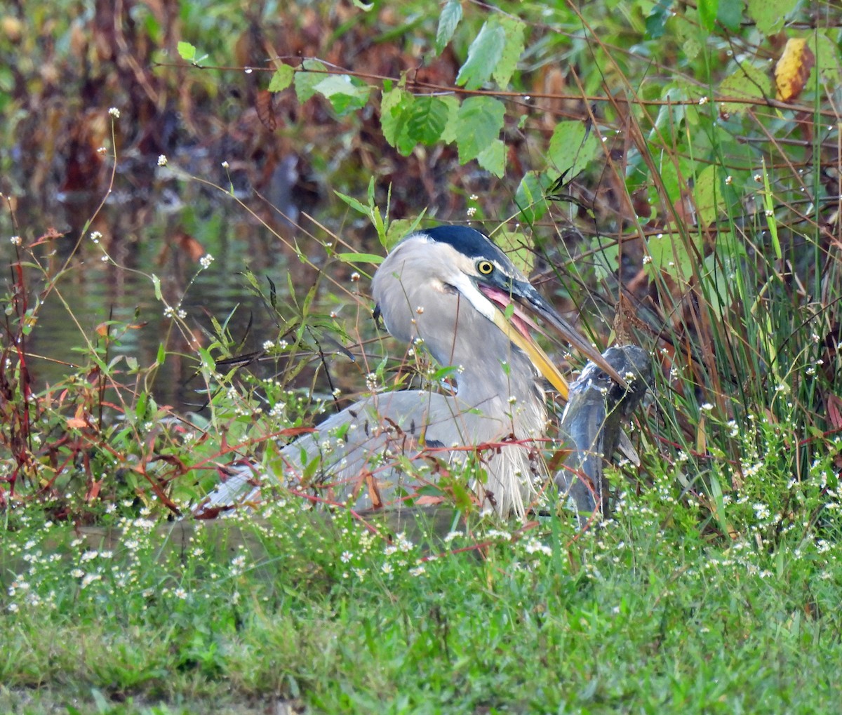 Great Blue Heron - ML624257222