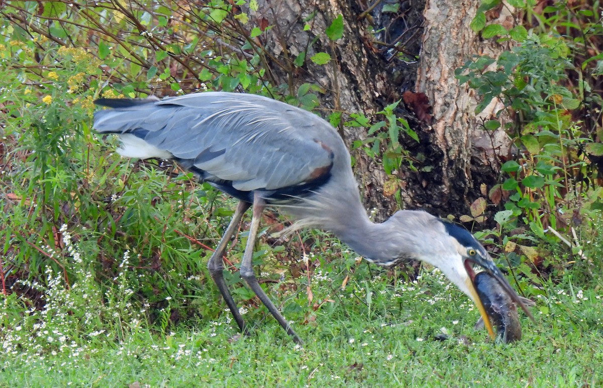 Great Blue Heron - ML624257223