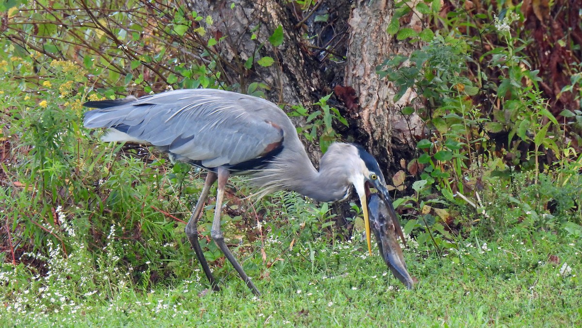 Great Blue Heron - ML624257224