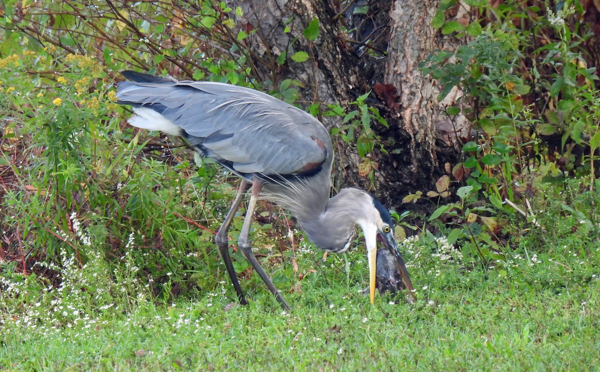 Great Blue Heron - ML624257225