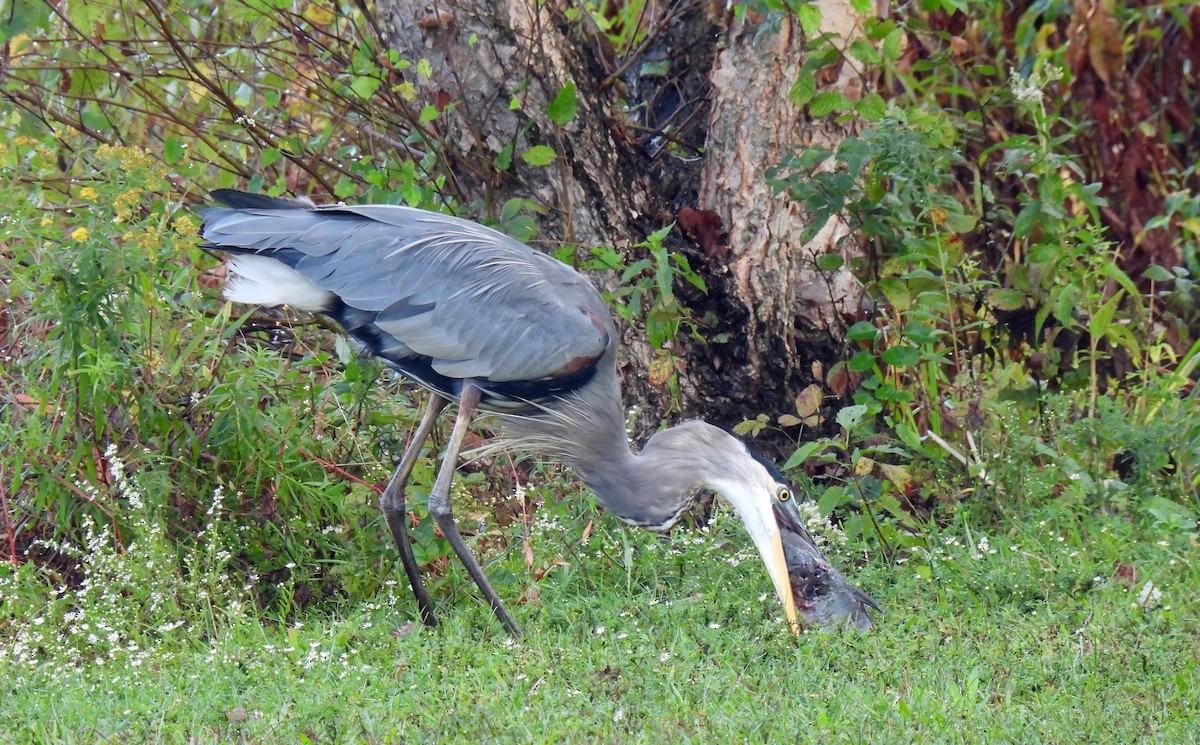 Great Blue Heron - ML624257226