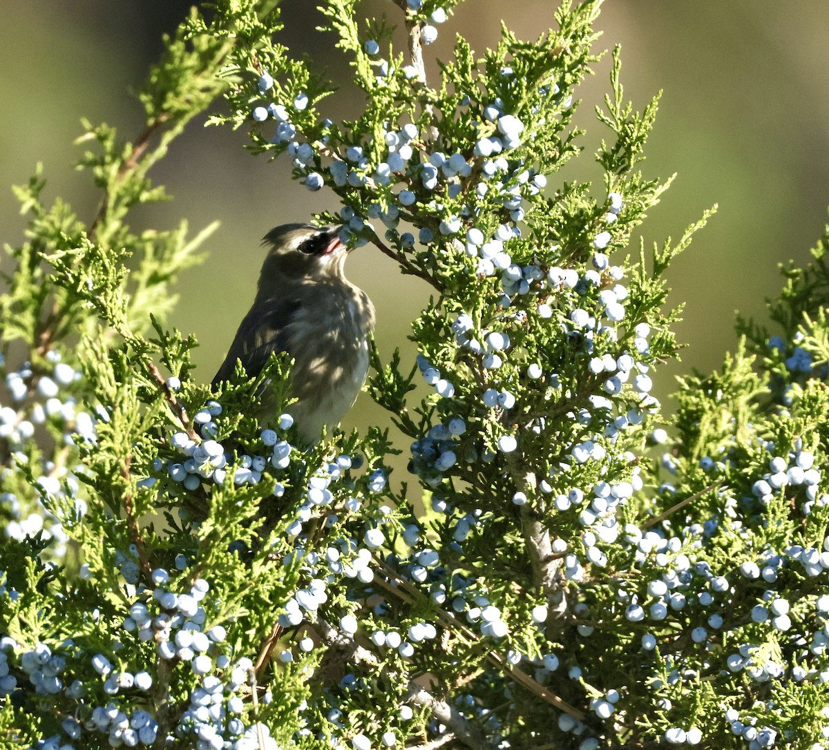 Cedar Waxwing - Tracy Enterline