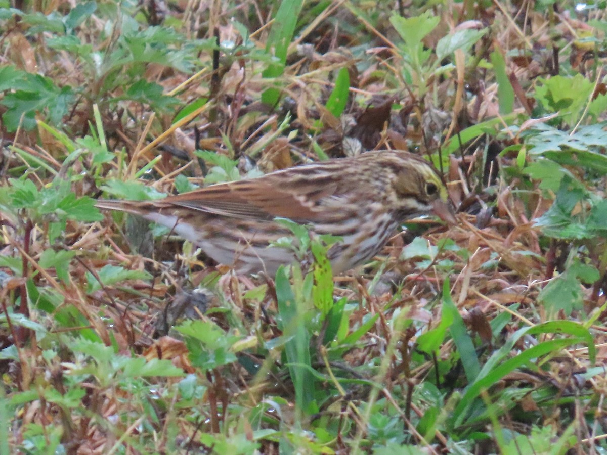 Bruant des prés - ML624257326
