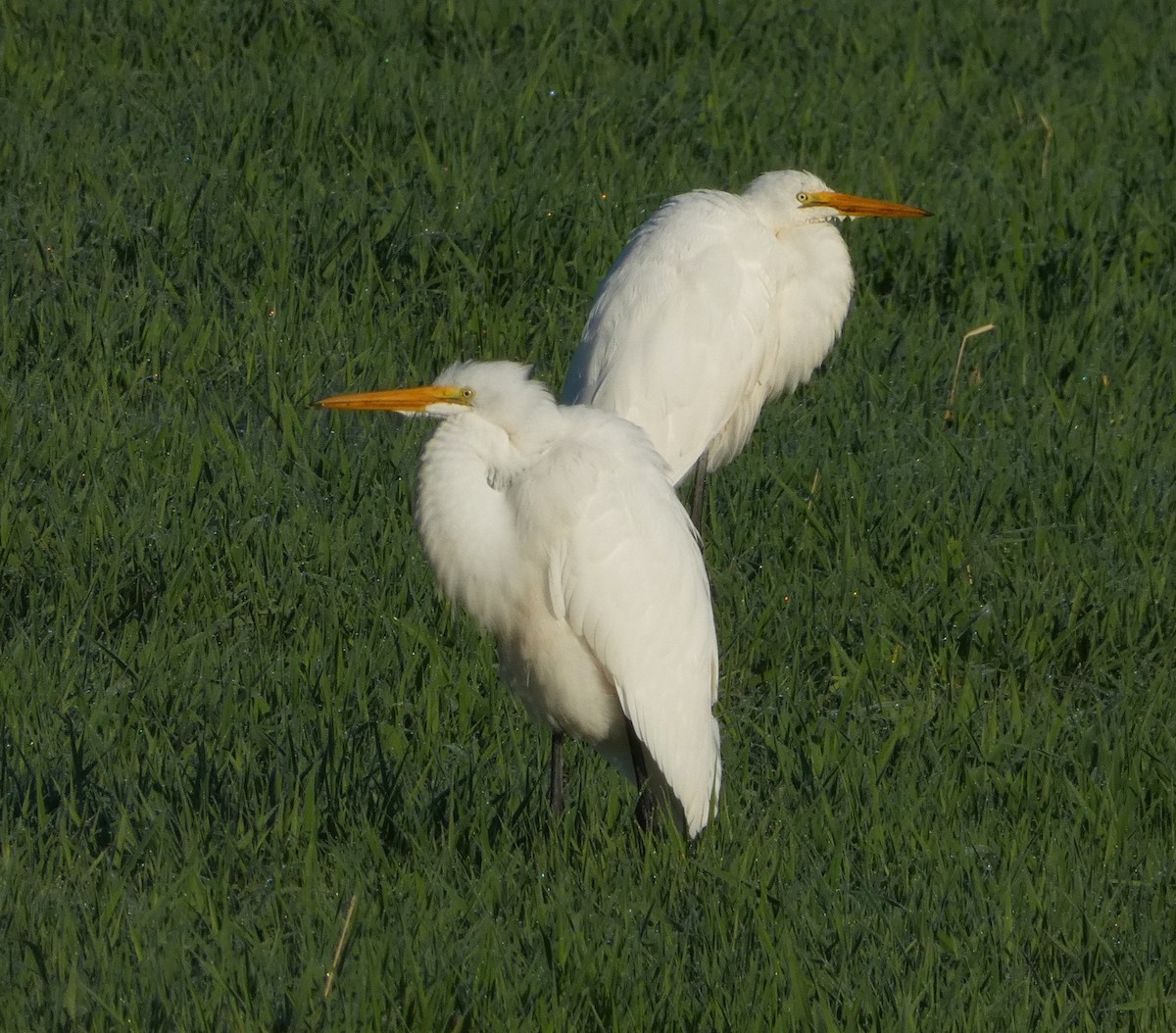 Great Egret - ML624257333