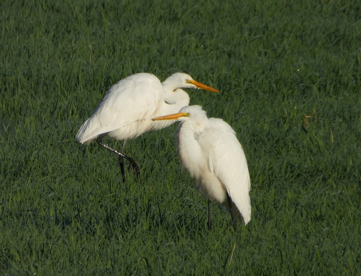 Great Egret - ML624257336