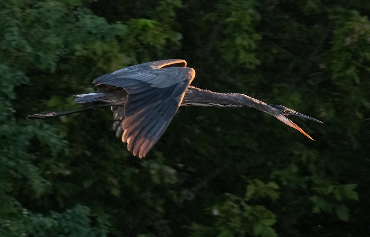 Great Blue Heron - ML624257522