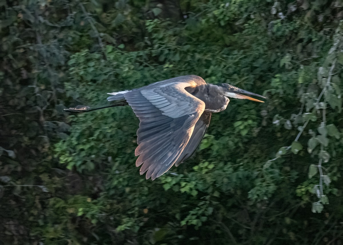 Great Blue Heron - Pat Tomsho