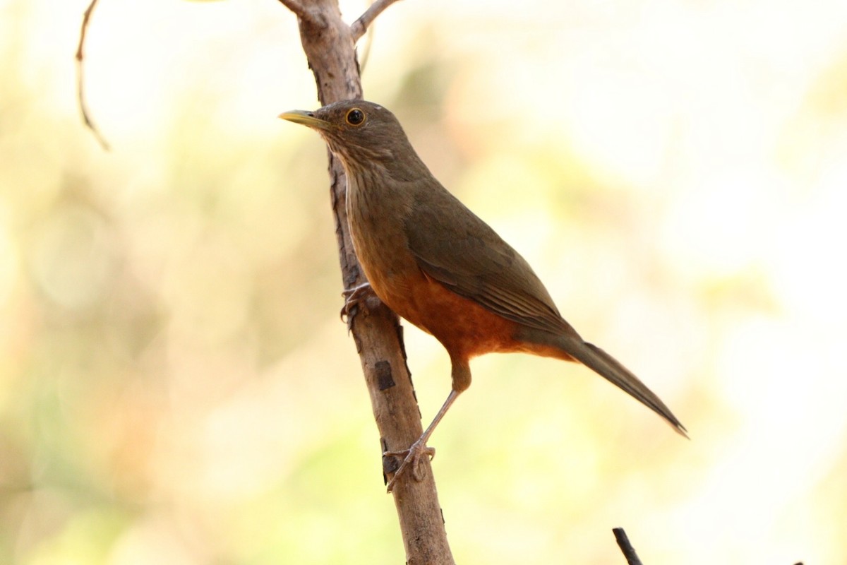 Rufous-bellied Thrush - Rubélio Souza