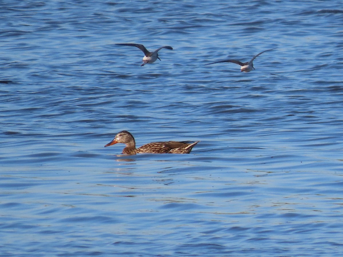 Mallard - Manuel Lederer