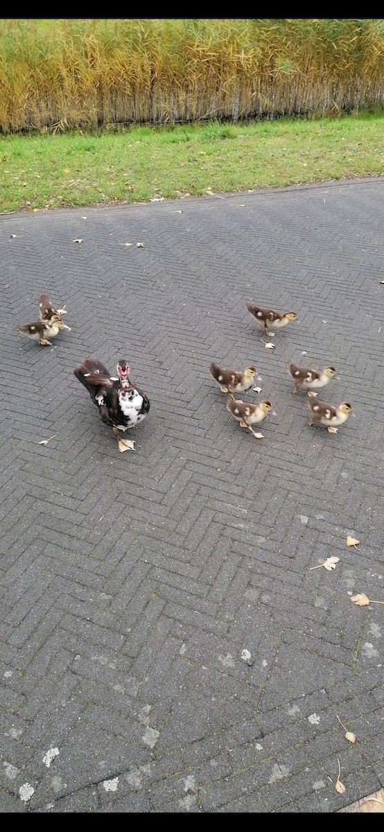 Muscovy Duck - ML624257791