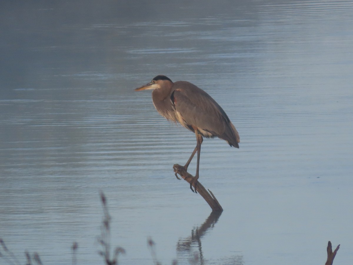 Great Blue Heron - ML624257806