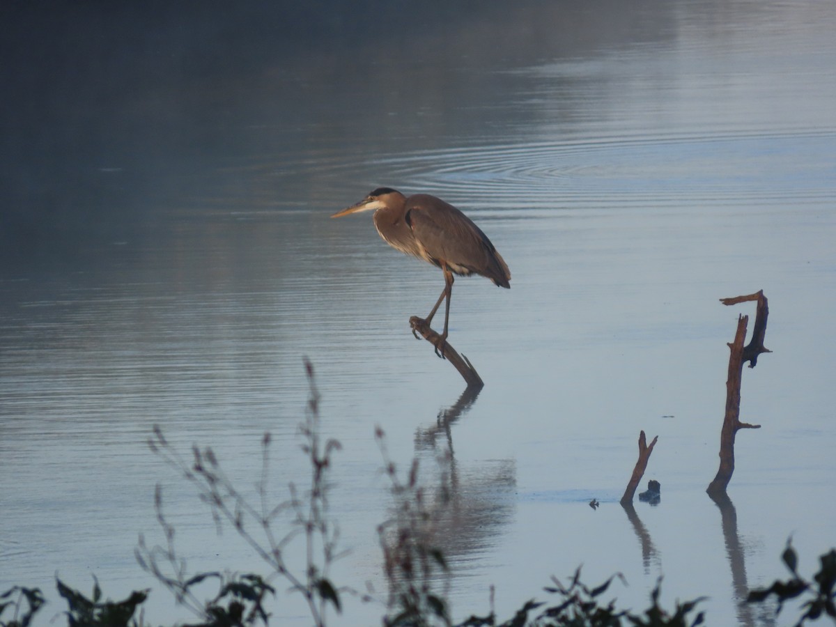 Great Blue Heron - ML624257807