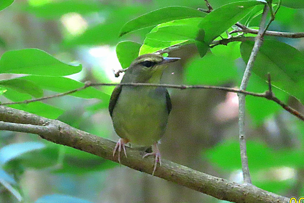 Swainson's Warbler - ML624257855