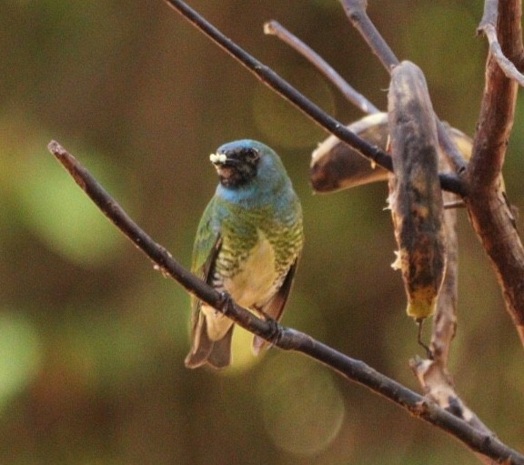 Dacnis bleu - ML624257879