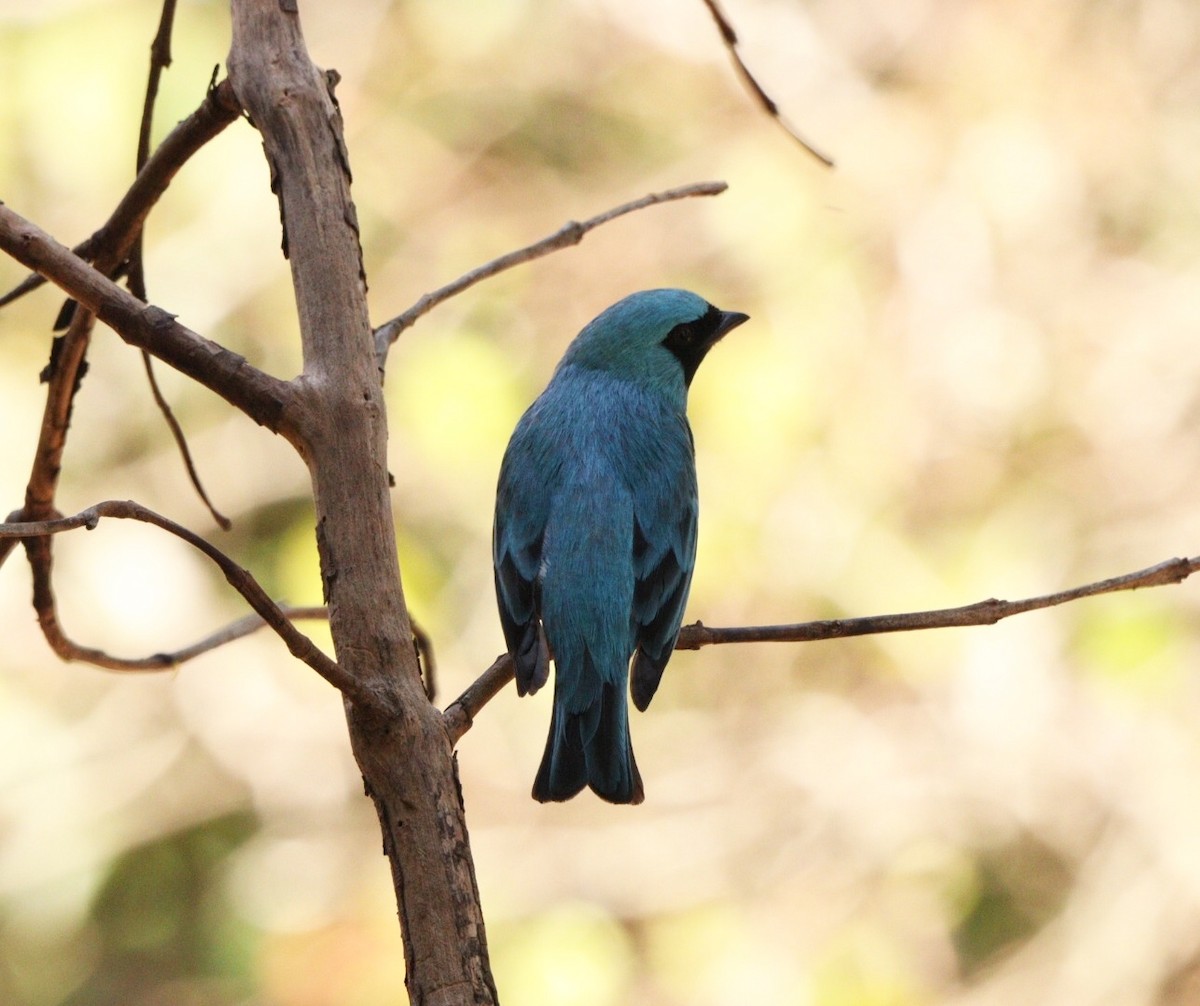 Dacnis bleu - ML624257880