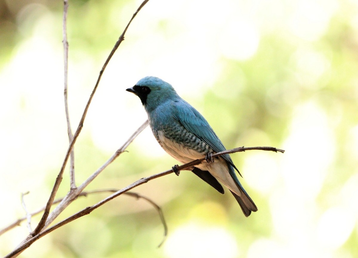 Dacnis bleu - ML624257881