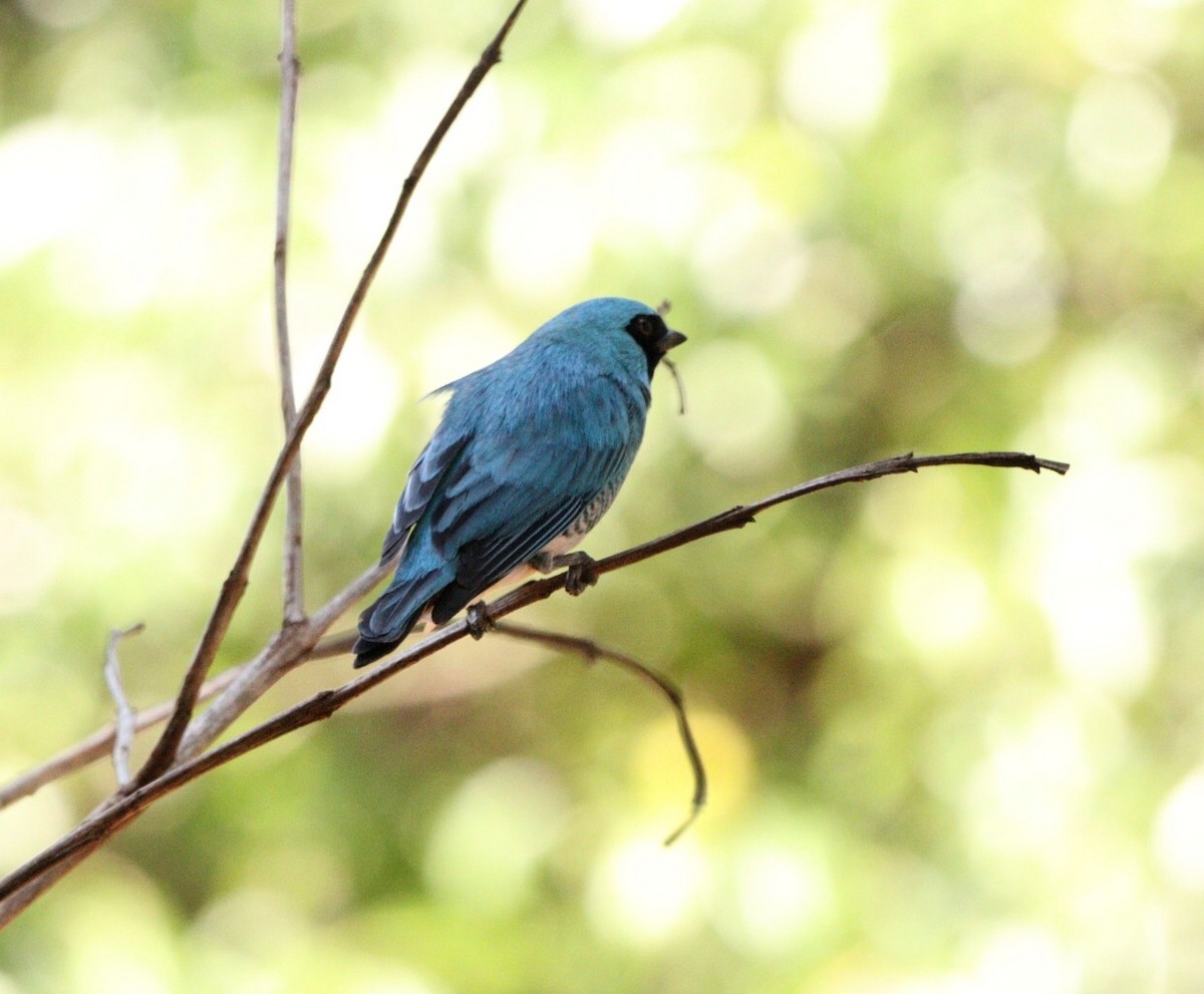 Dacnis bleu - ML624257882