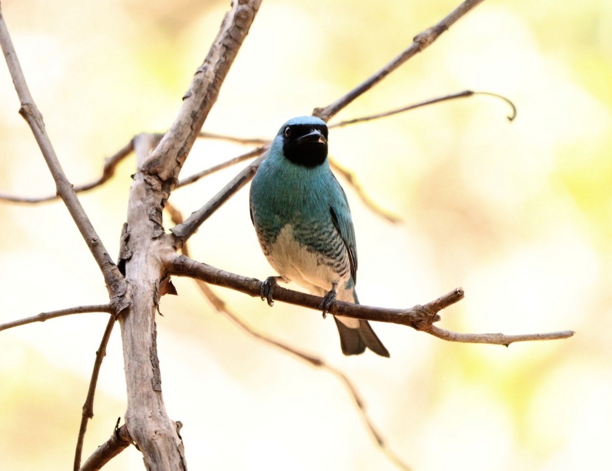 Dacnis bleu - ML624257883