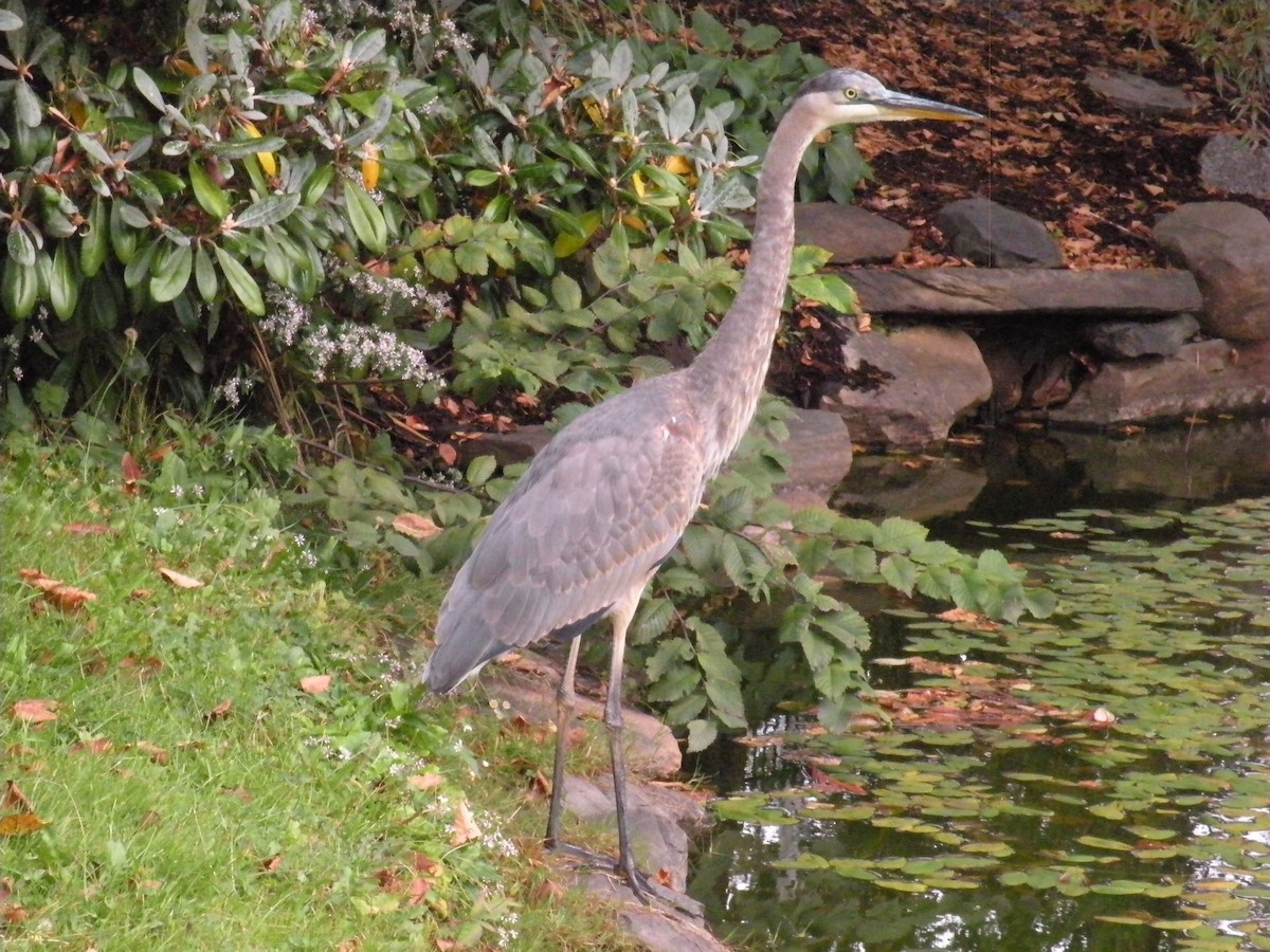 Great Blue Heron - ML624257894