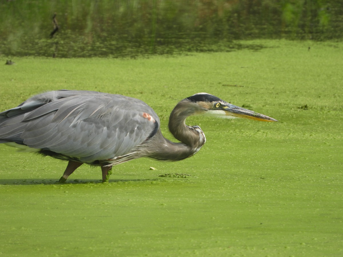 Great Blue Heron - ML624257974