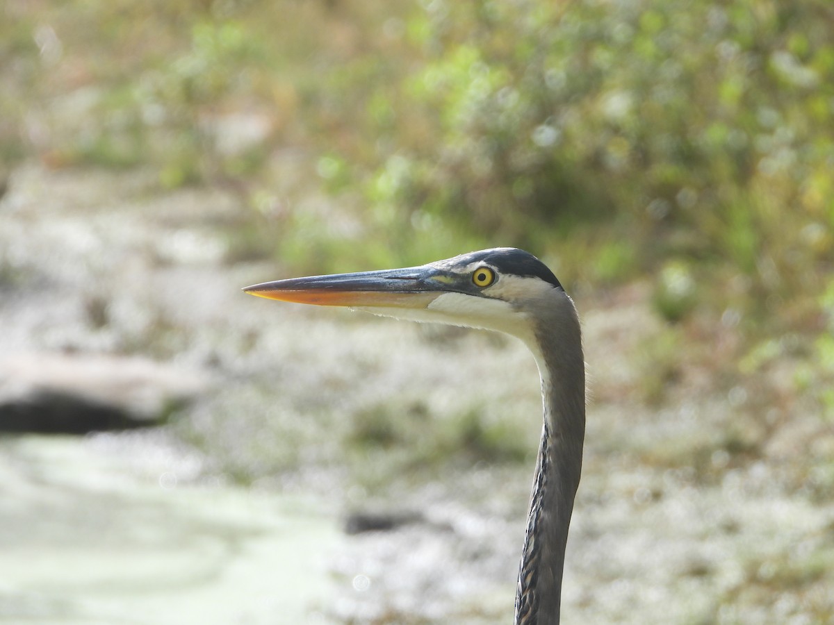 Great Blue Heron - ML624257978