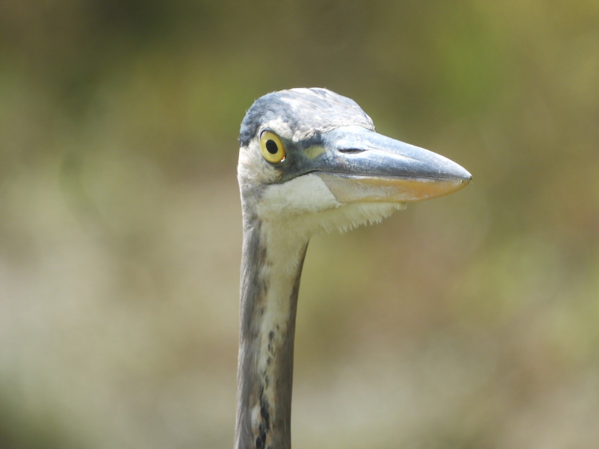 Great Blue Heron - ML624257980