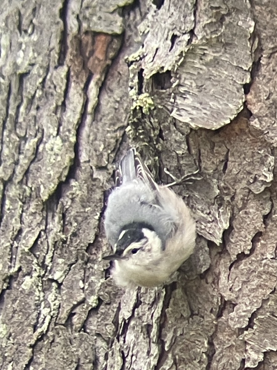 White-breasted Nuthatch - ML624258021