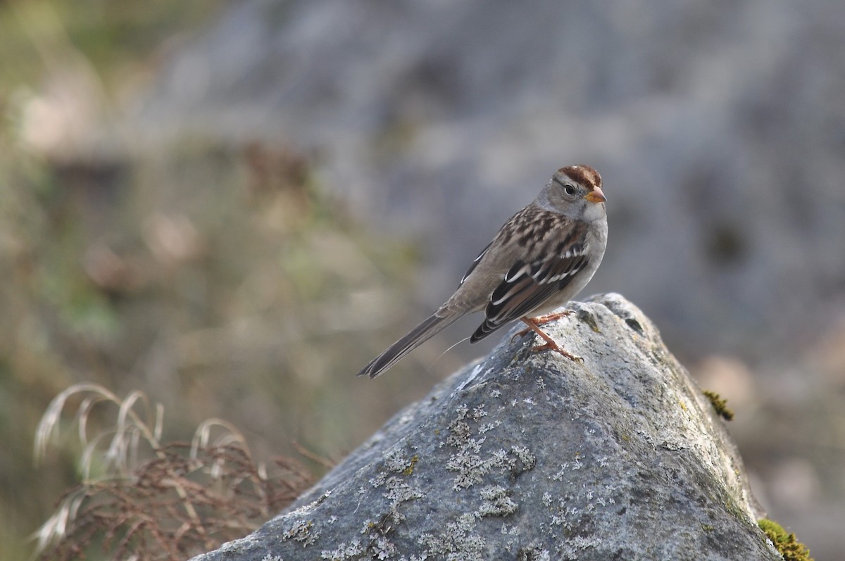 White-crowned Sparrow - ML624258029