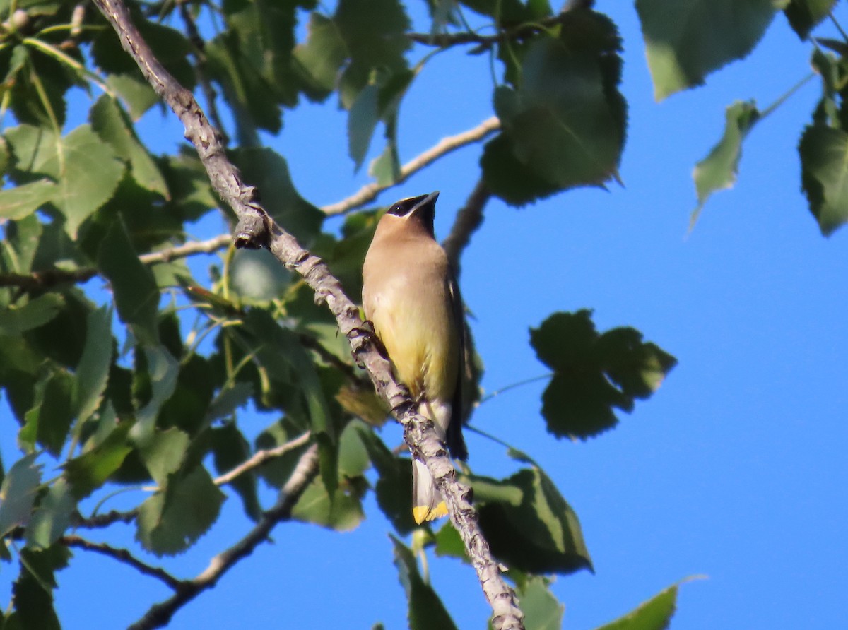 Cedar Waxwing - ML624258046