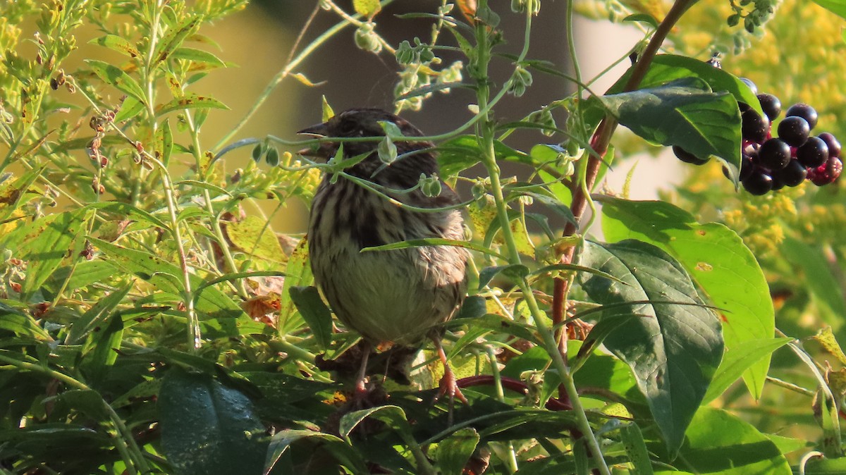 Song Sparrow - ML624258053