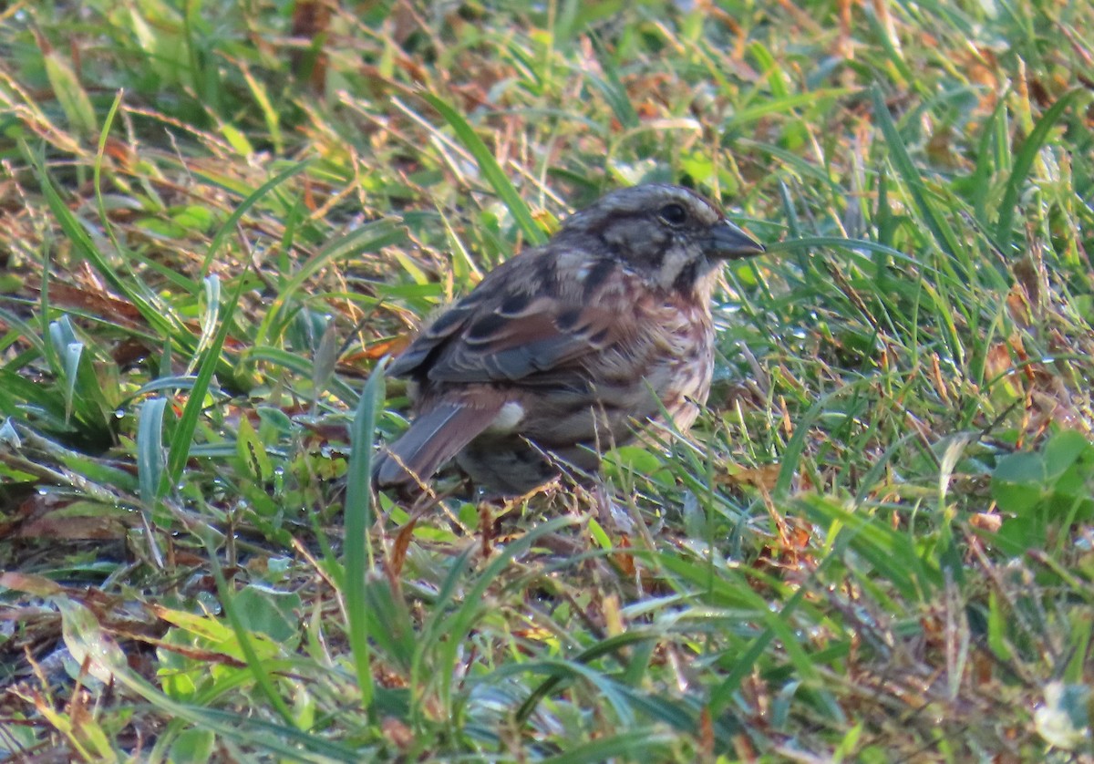 Song Sparrow - ML624258059