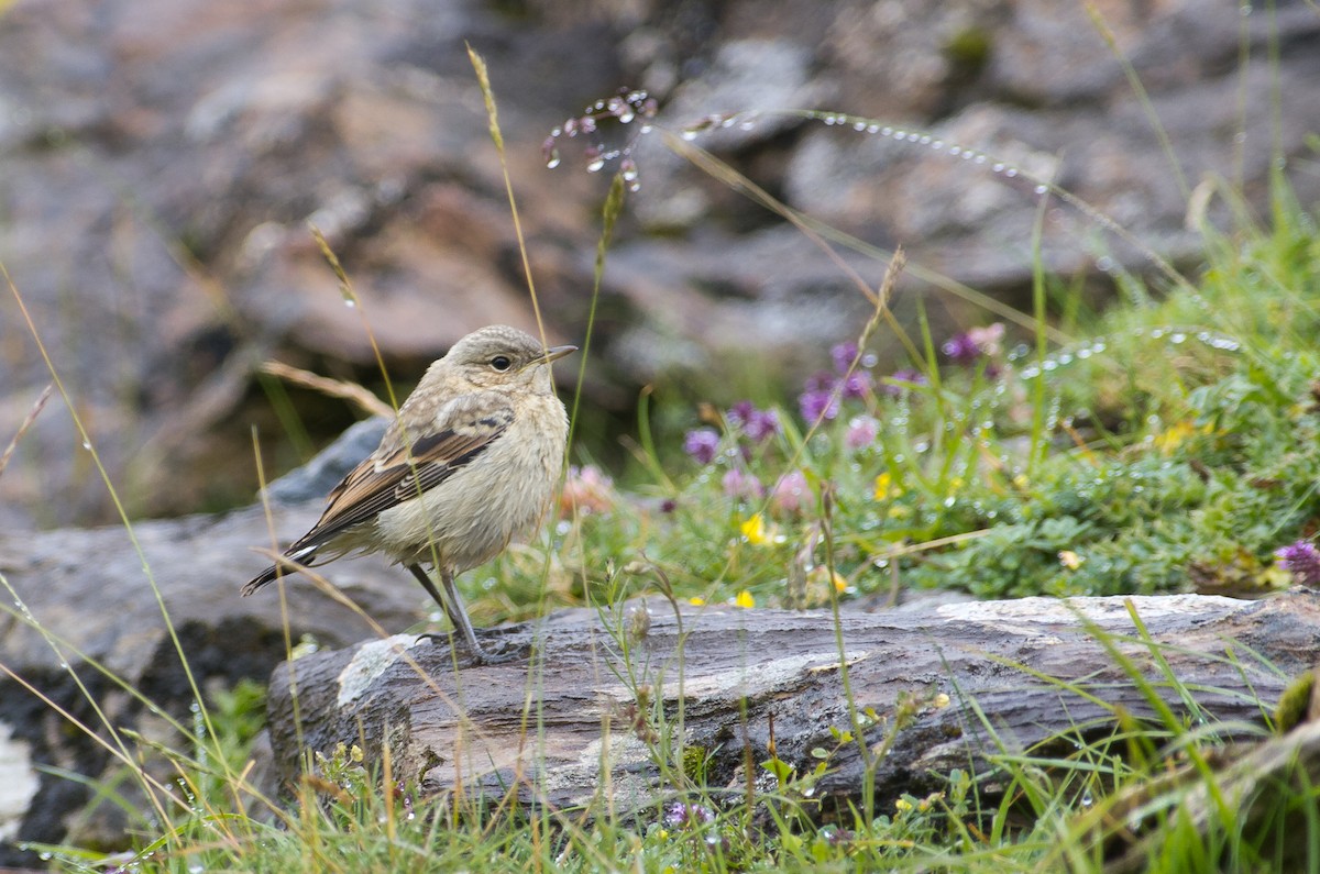 European Stonechat - ML624258165