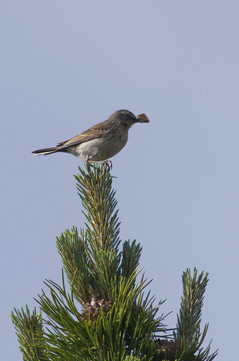 Tree Pipit - ML624258171