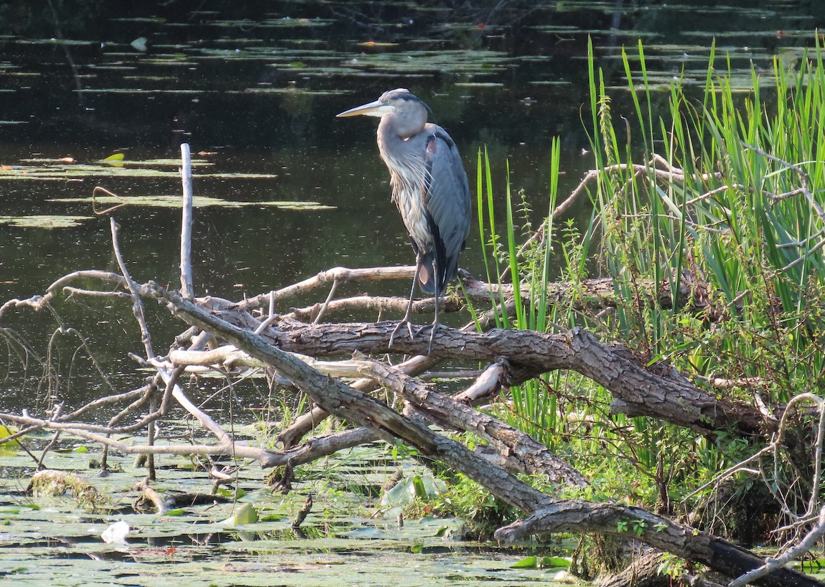 Great Blue Heron - ML624258172