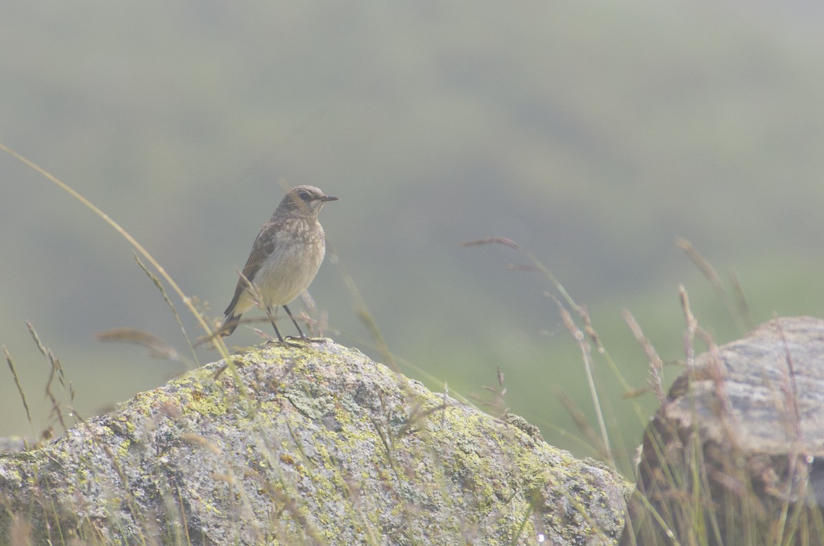 Water Pipit - ML624258173