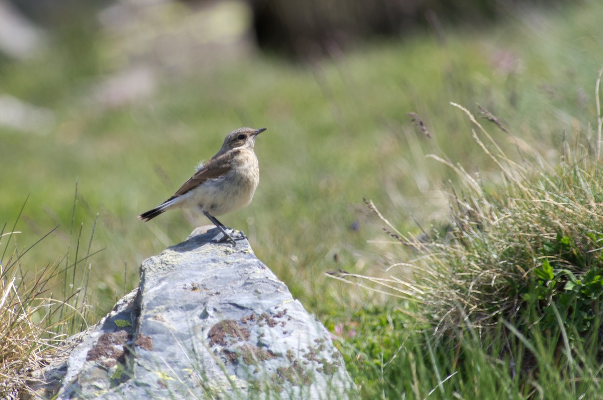 Water Pipit - ML624258177