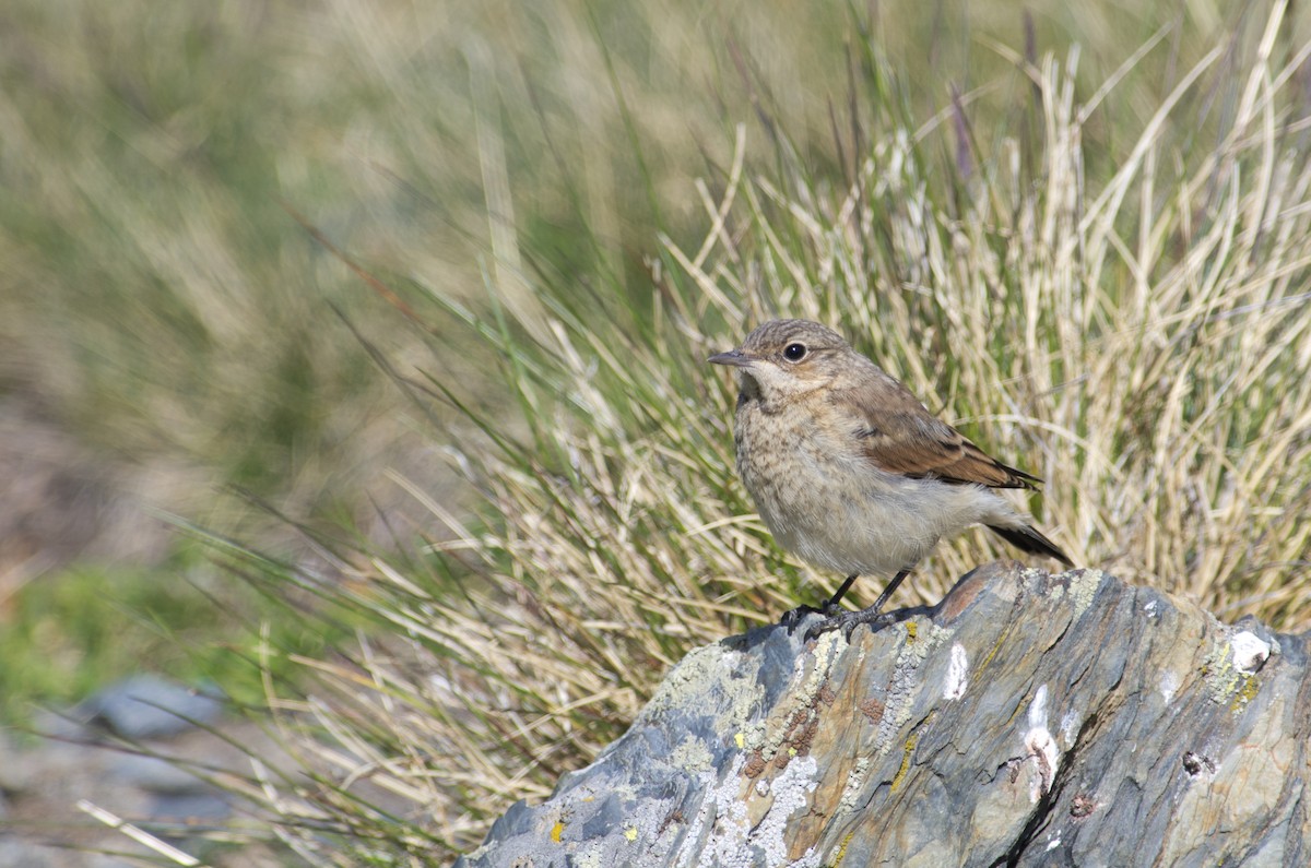 Water Pipit - ML624258178