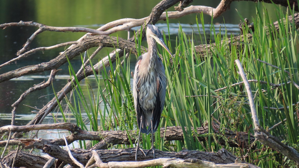 Great Blue Heron - ML624258179