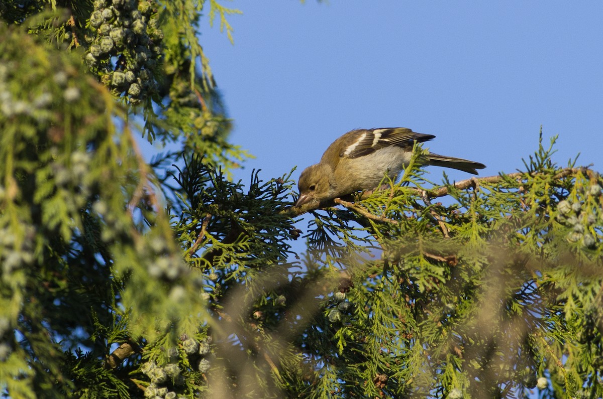 Common Chaffinch - ML624258191