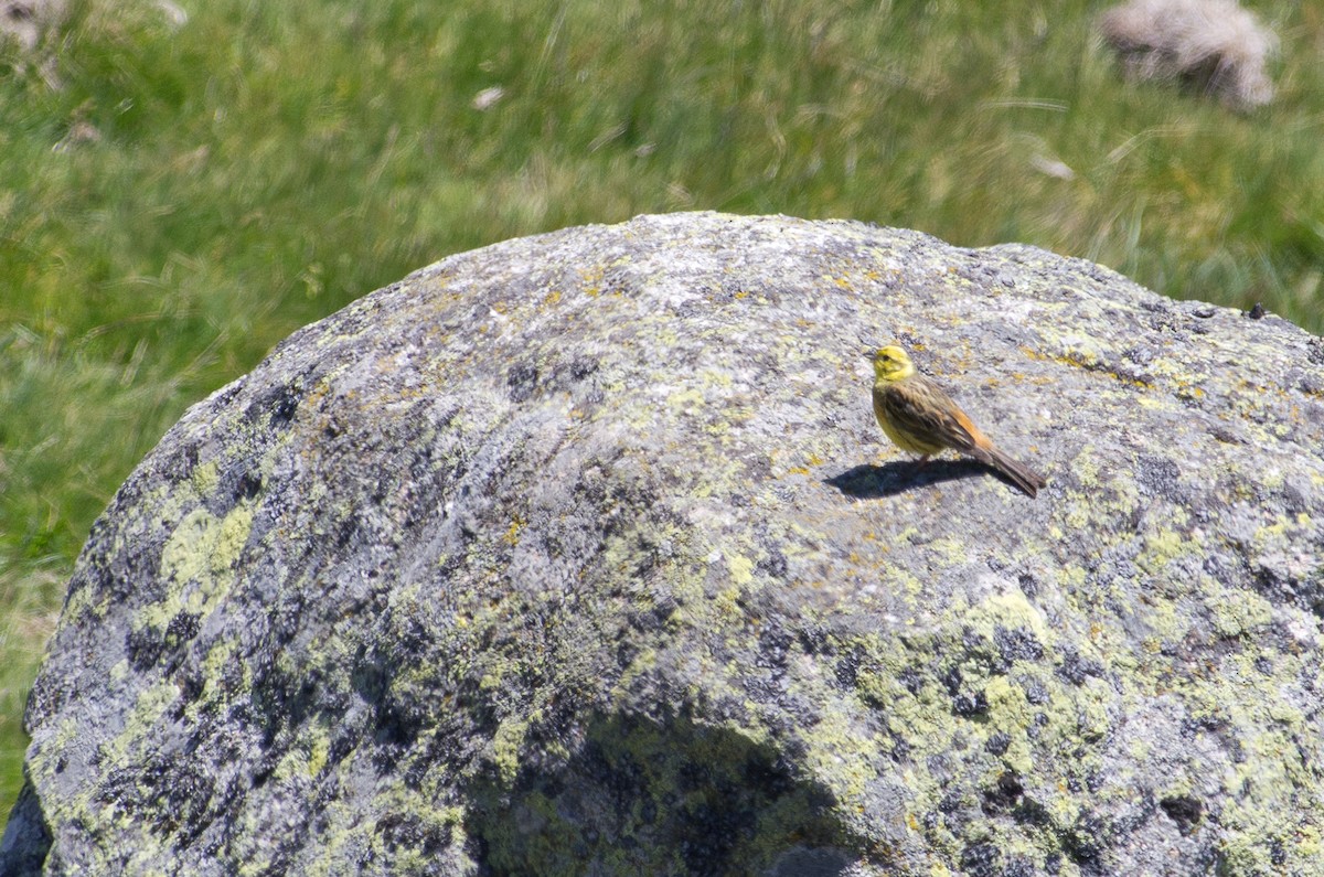 Yellowhammer - ML624258196