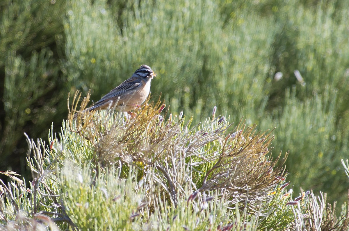 Rock Bunting - ML624258235