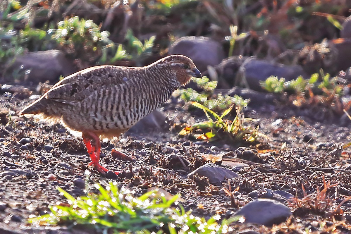 Rock Bush-Quail - ML624258281