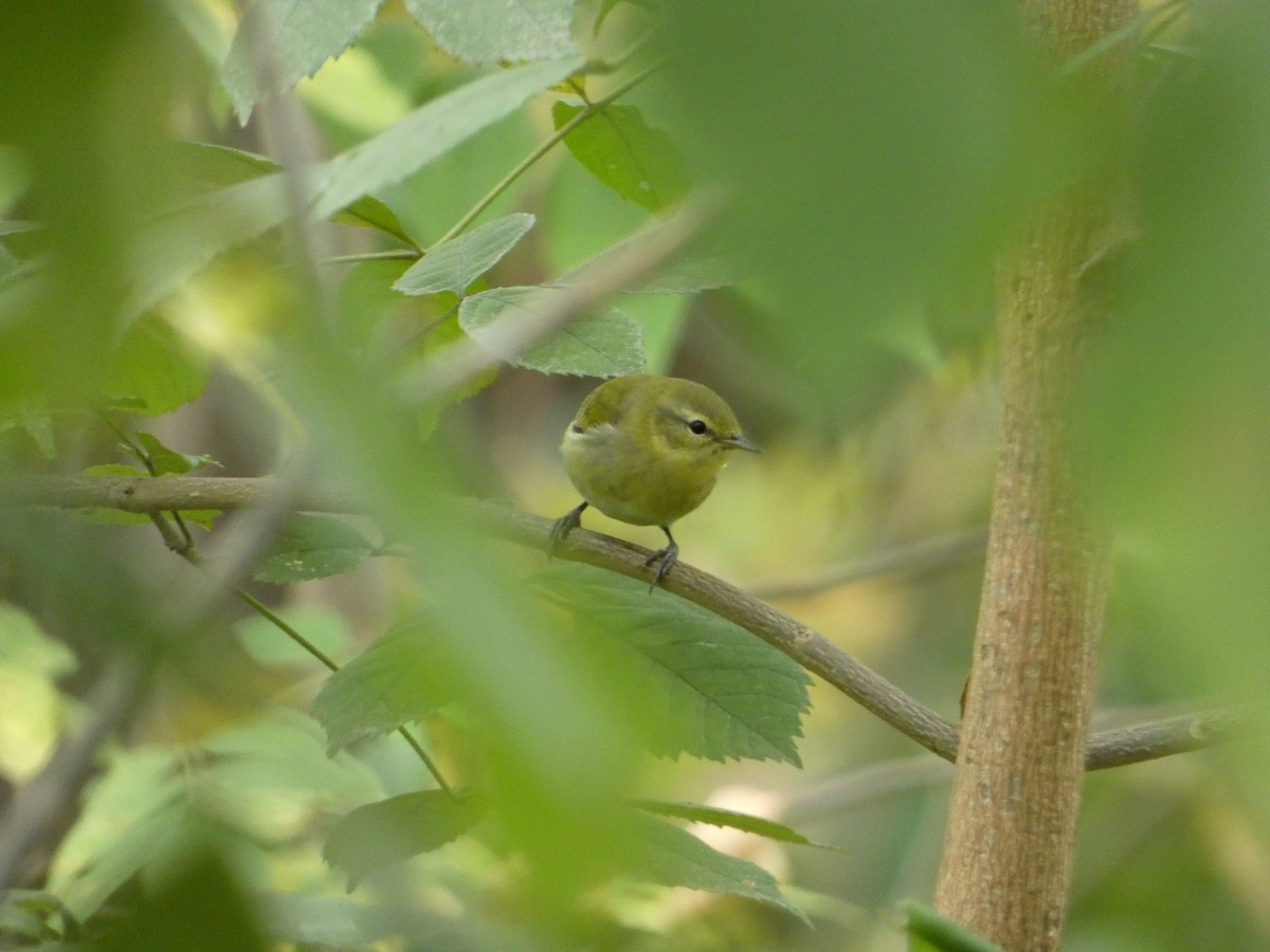 Paruline obscure - ML624258284