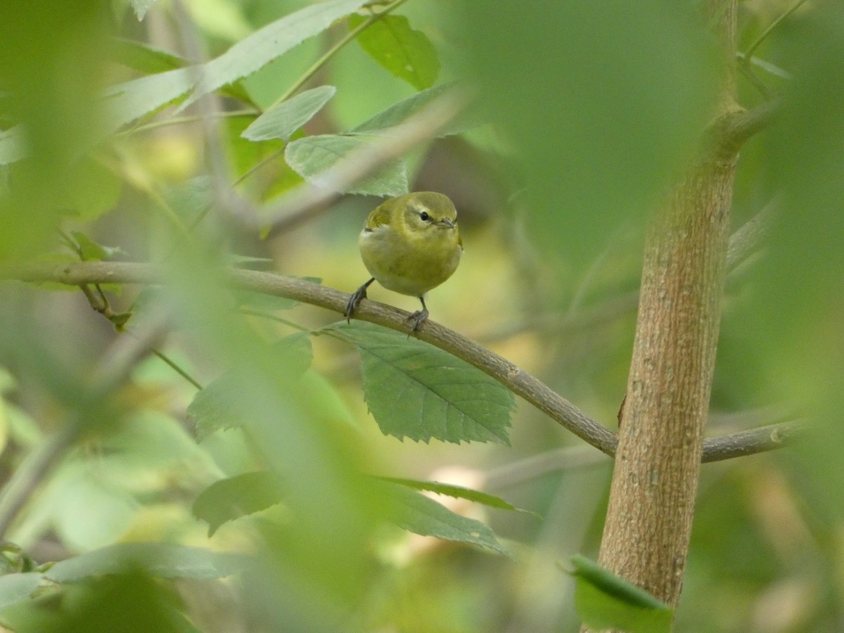 Paruline obscure - ML624258286