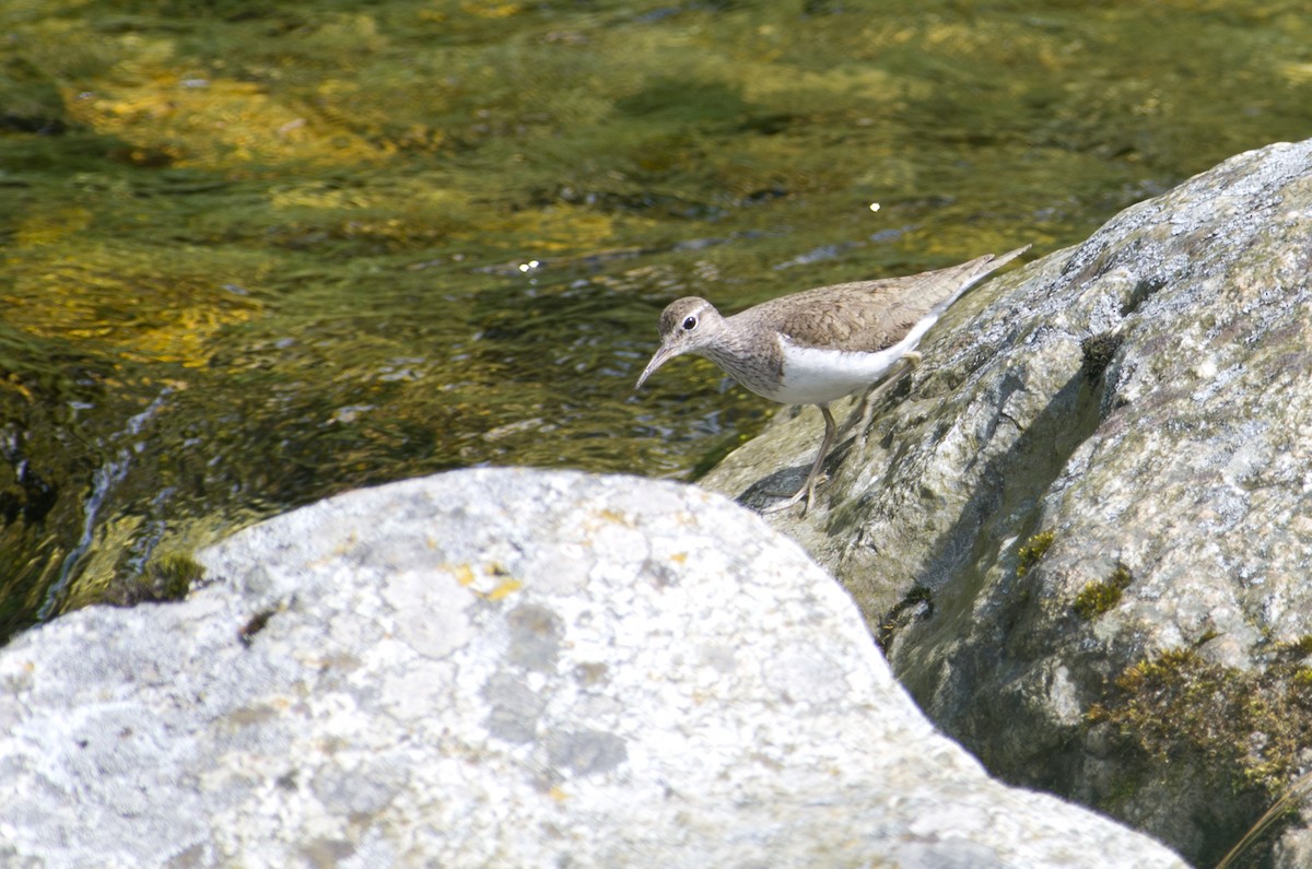 Common Sandpiper - ML624258290