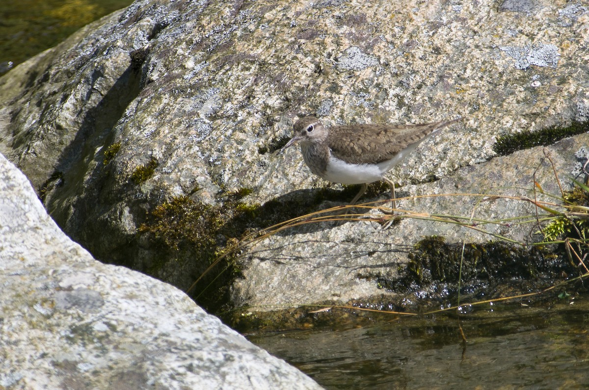 Common Sandpiper - ML624258291